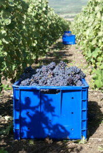 Autres équipements, Caisses à vendange Champenoise