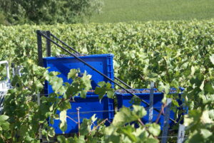 Autres équipements, Caisses à vendange Champenoise