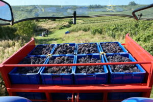 Autres équipements, Caisses à vendange Champenoise
